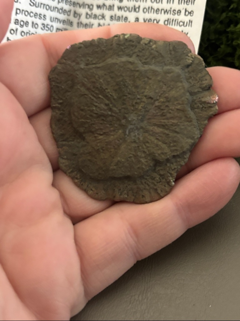 Pyrite Sun - Picture 8 of 9